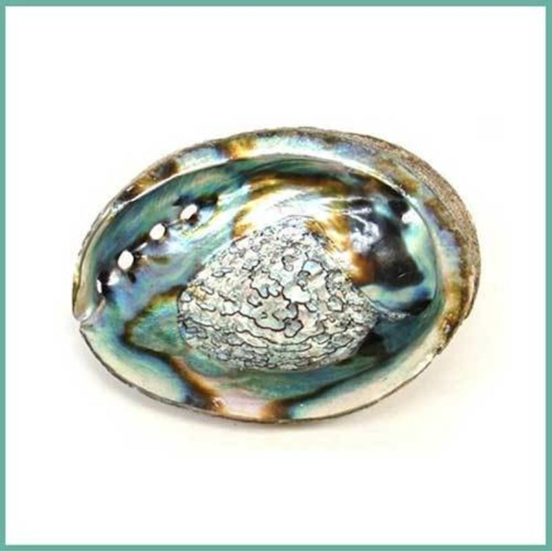 Abalone schelp wierook artikel Bloom web