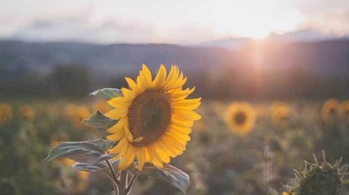 Astrologie Voor Gevorderden Paul Van Egghen Bloom