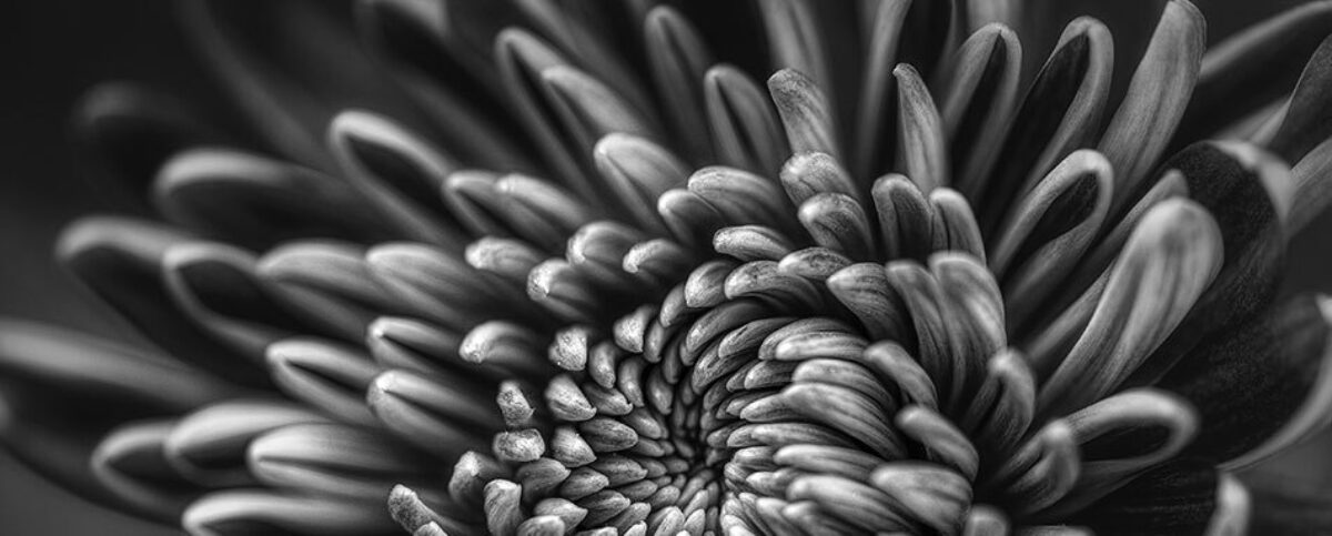 Lilith Zwarte Maan in teken plat Bloom web