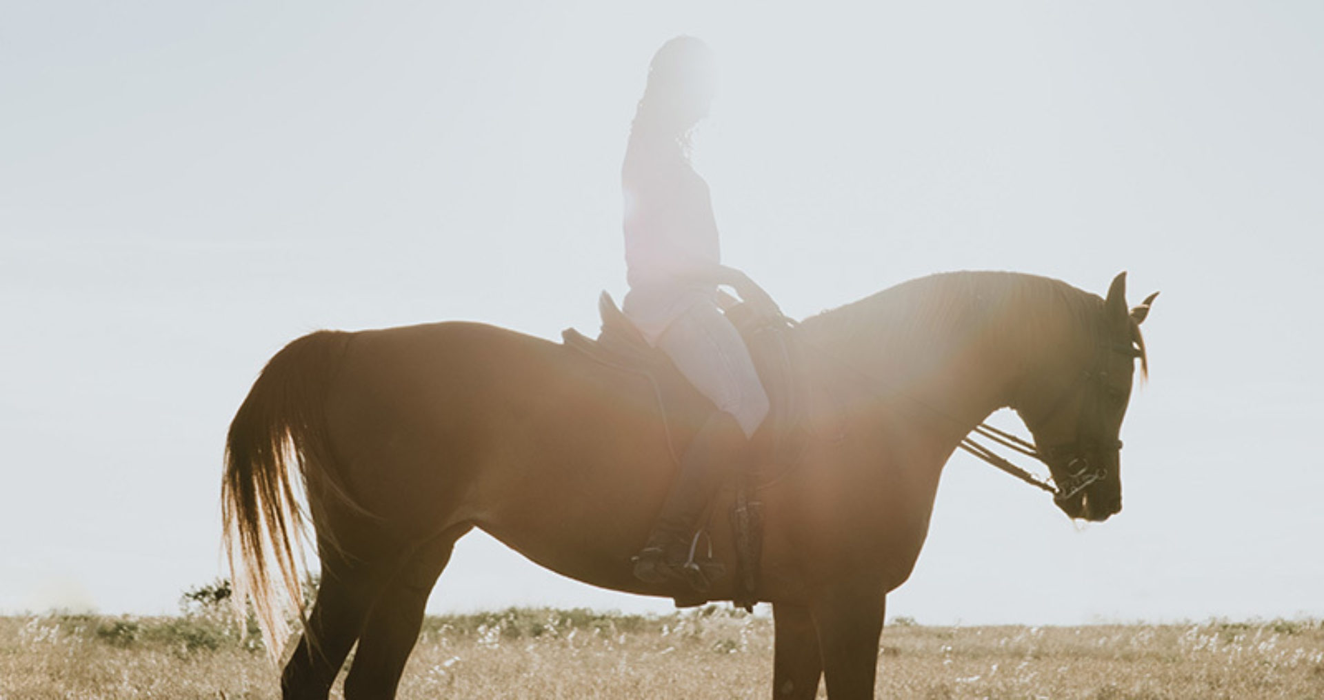 De geheimen van een paardenfluisteraar