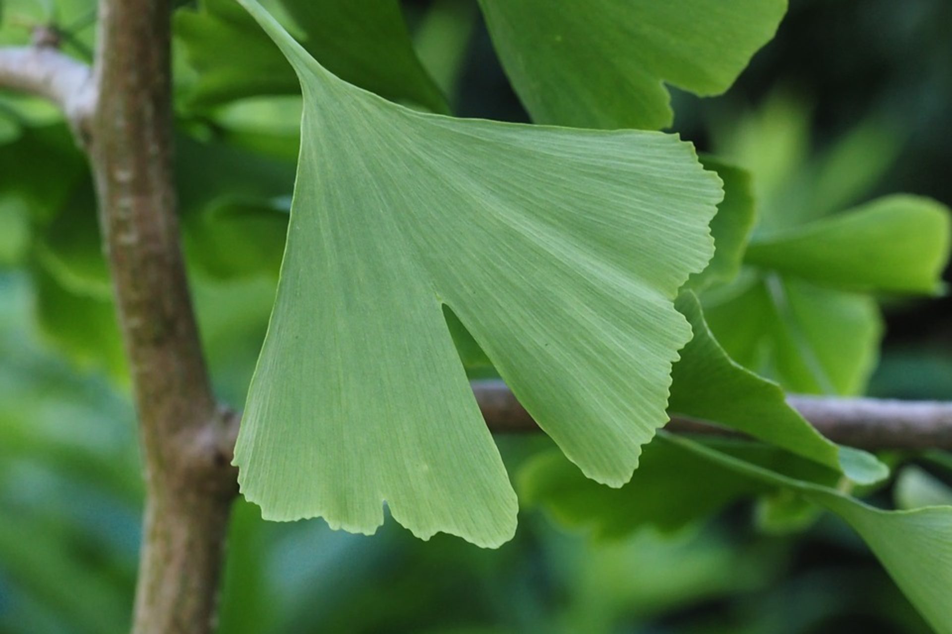 Kruid van de maand - Ginkgo Biloba