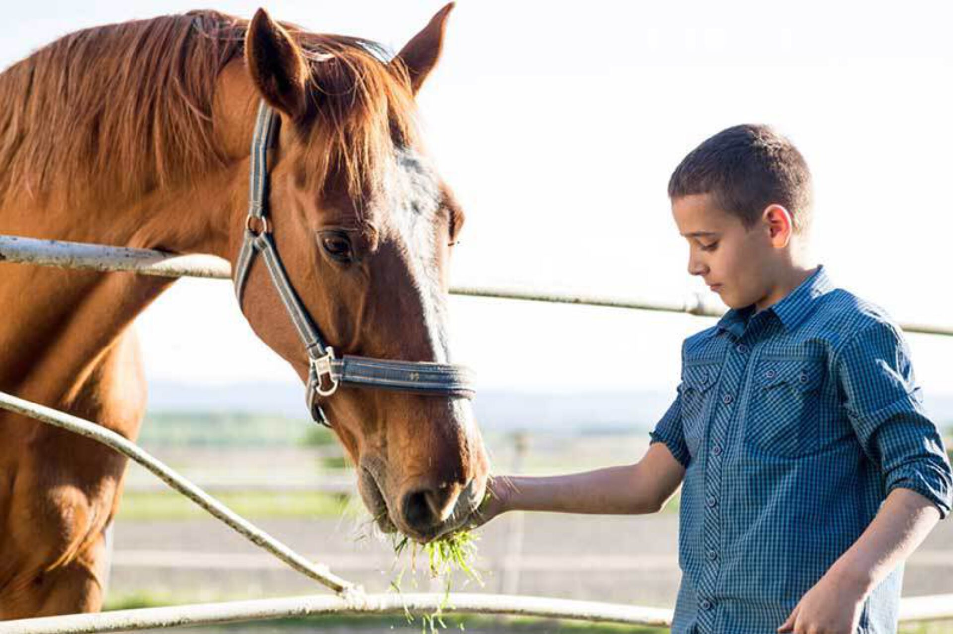 De magie van paardencoaching