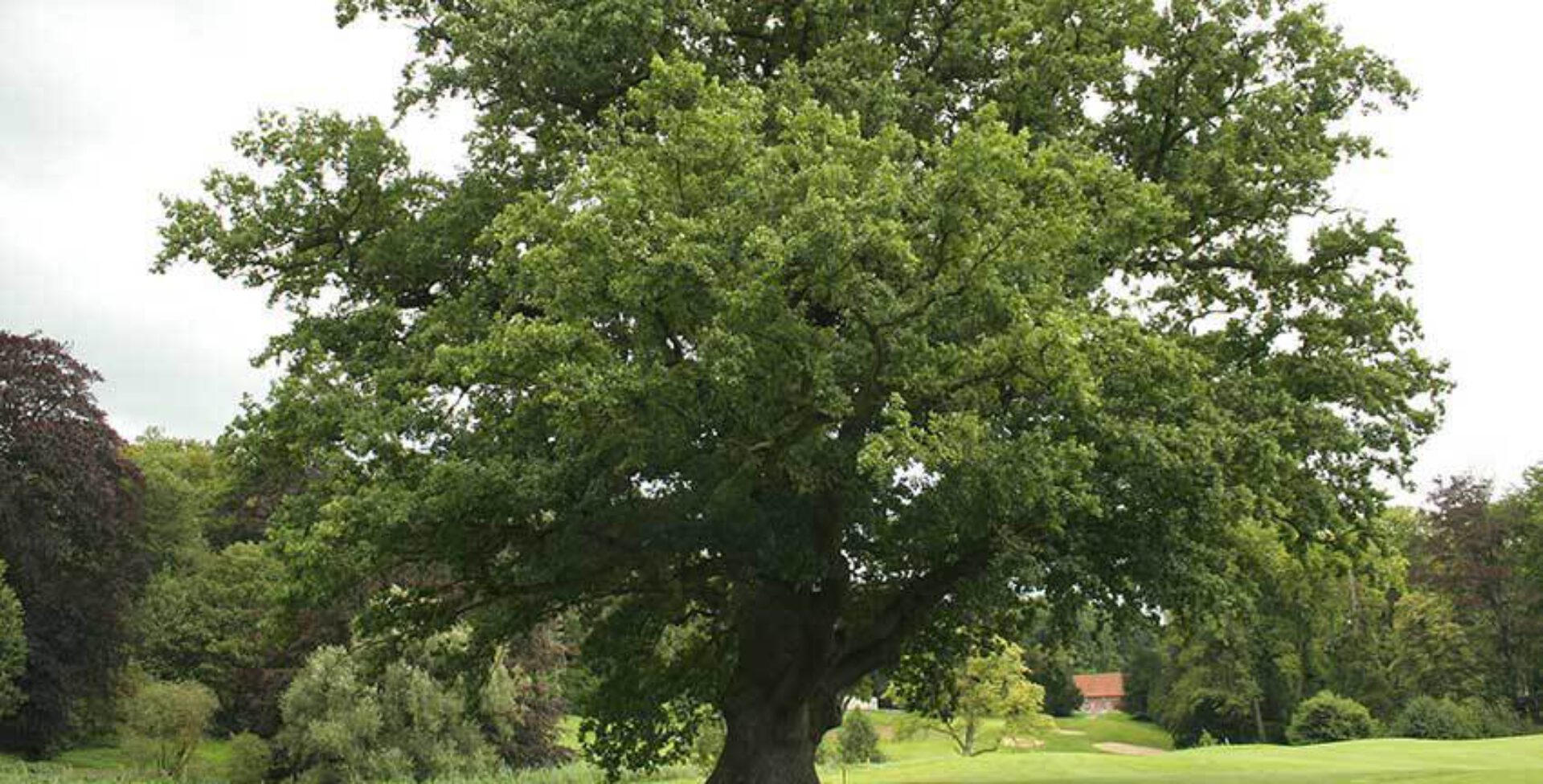 Kruid van de maand - Zomereik (Quercus robur)