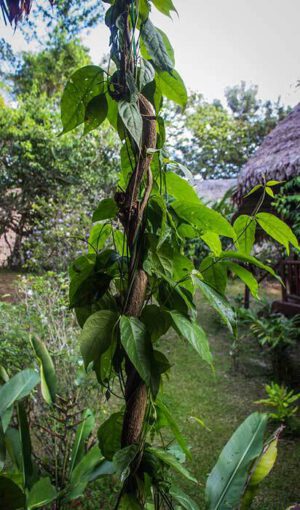 Ayahuasca getuigenis trip plant Bloom web