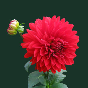 Demonstratie lezing bloemlezing Angelina Sica Spirituele beurs expo Bloom web