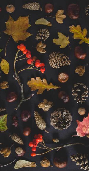 Herfst oogstfeest wicca equinox rituelen Bloom web