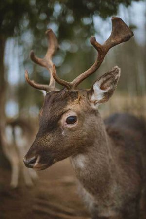 Krachtdieren spirit animal levensgids sterrenbeeld hert Bloom web