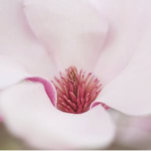 Lichtwerkers Jo Bruneel Lezing Spirituele Expo Beurs Bloom Web