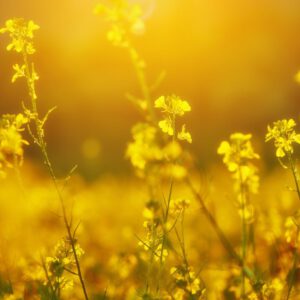 Maaike Kerstens Kleur Geel Artikel Bloom 3