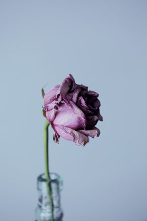 Valentijn Een Emotionele Uitdaging Dode Roos Bloom Web