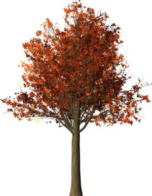 Wicca jaarfeesten sabbats moderne heksen lammas herfst Bloom web