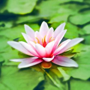 Workshop wat het betekent om werkelijk te leven ascension meditatie Eva de Moor Spirituele beurs expo Bloom web
