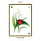 Tarot des Animaux Bloom Webshop Kaart 2